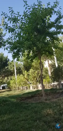 عکس بوستان صفا، فلاطوری، اصفهان 5
