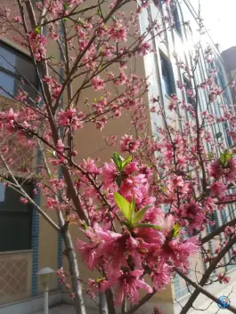 عکس حوزه علمیه فاطمه الزهرا خواهران، محله کنگاز، اصفهان 4