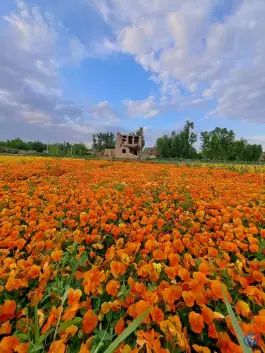 عکس بیشه ناژوان، محله دستگرد خیار، اصفهان 6