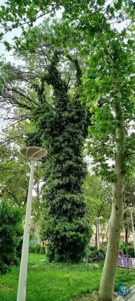 عکس بوستان کودک، محله عبادی، مشهد 7