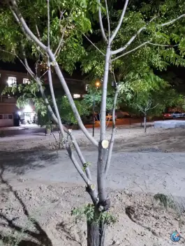عکس دالاهو، شیراز 4