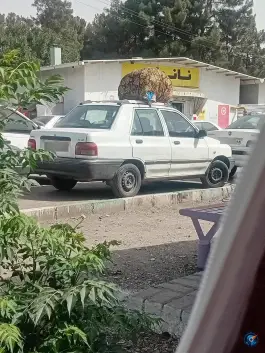 عکس دریاچه بوستان جنگلی غدیر 5