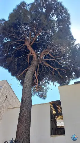 عکس باغ عمارت تاریخی معیرالممالک کیهانی 5