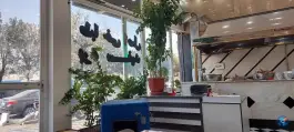 عکس طباخی بره سفید 7